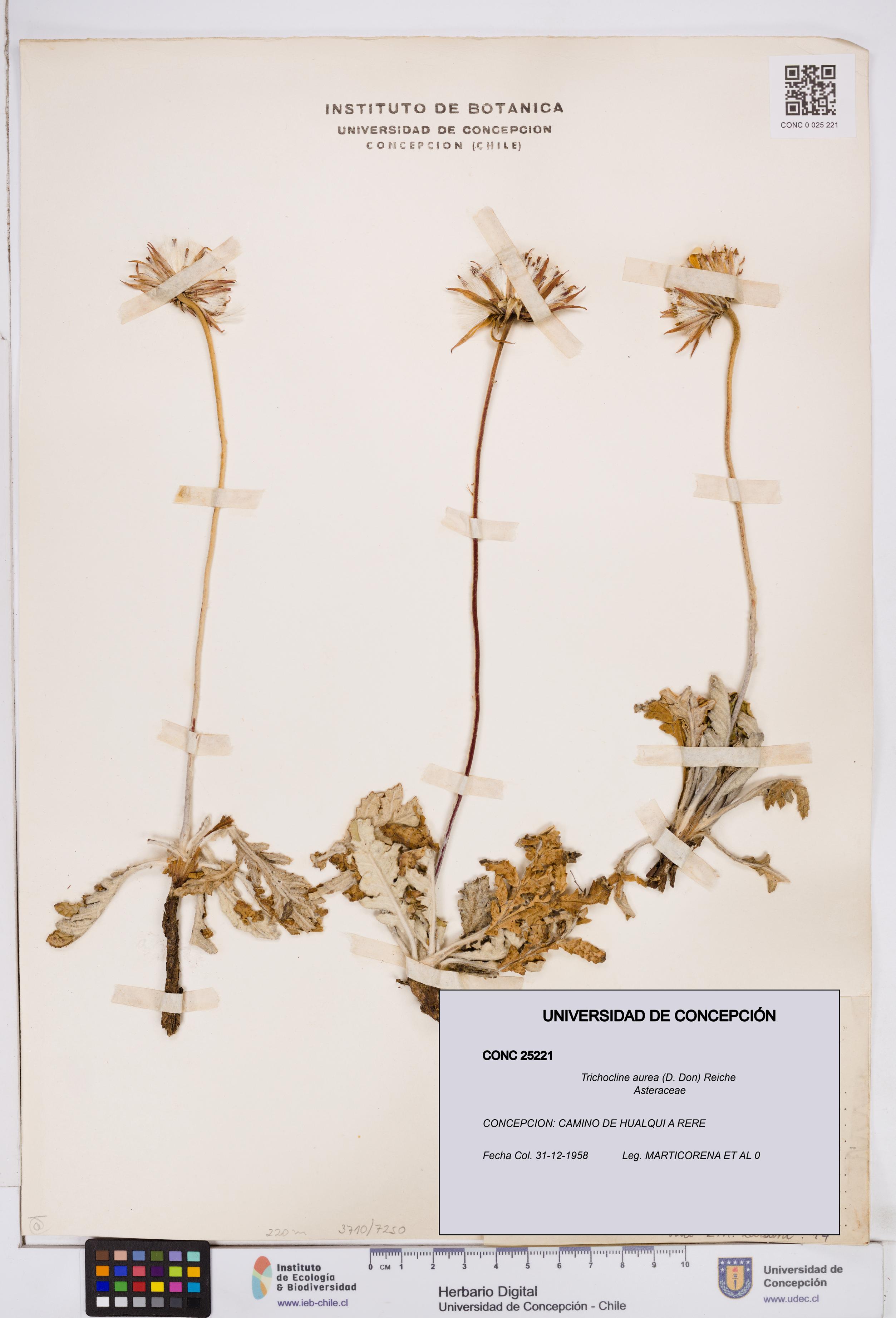 Trichocline aurea [Espécimen: ]
