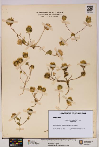 Chaetanthera ciliata [Espécimen: UDEC:CONC:0025225]