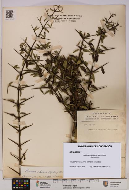 Discaria chacaye [Espécimen: UDEC:CONC:0025229]