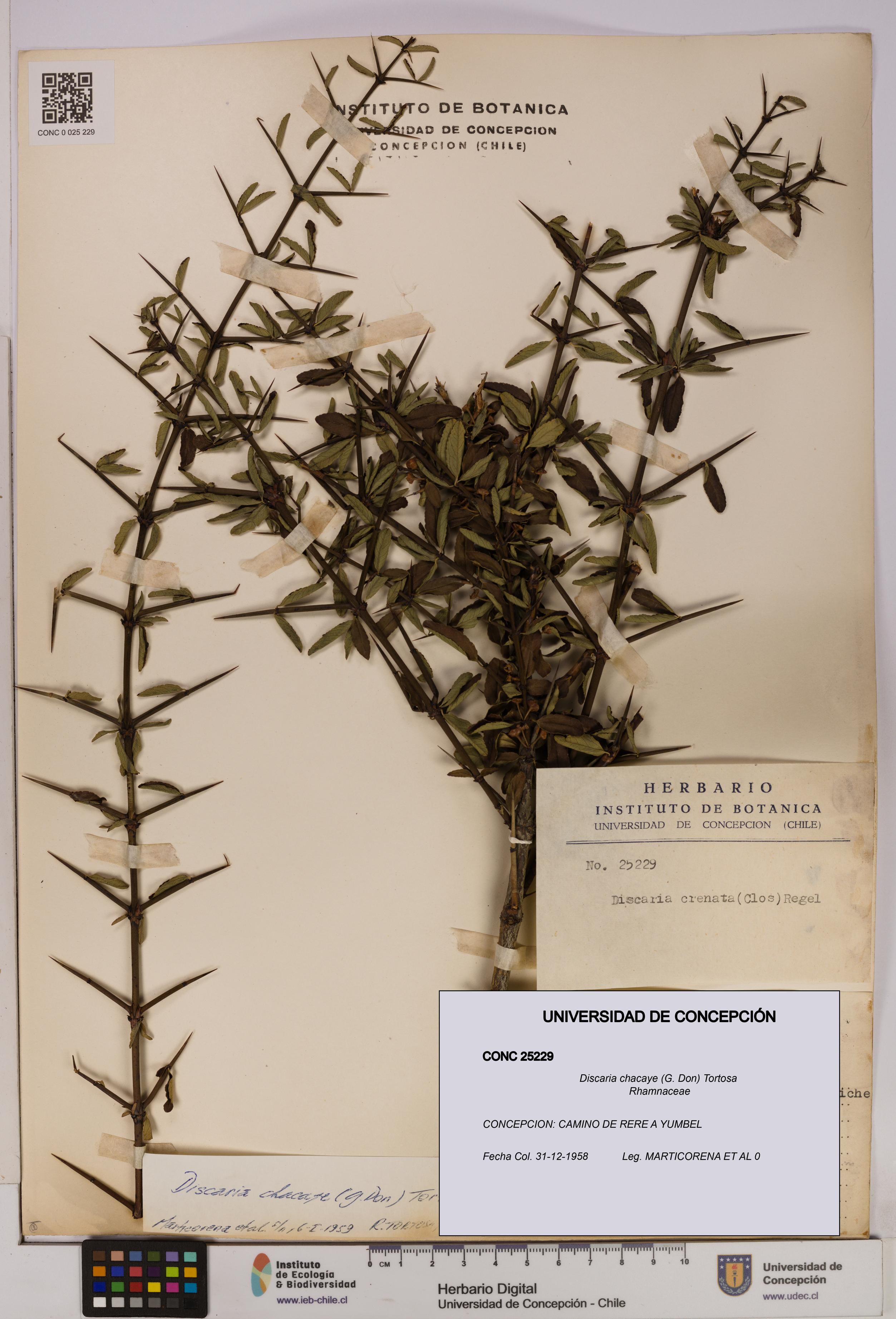 Discaria chacaye [Espécimen: UDEC:CONC:0025229]