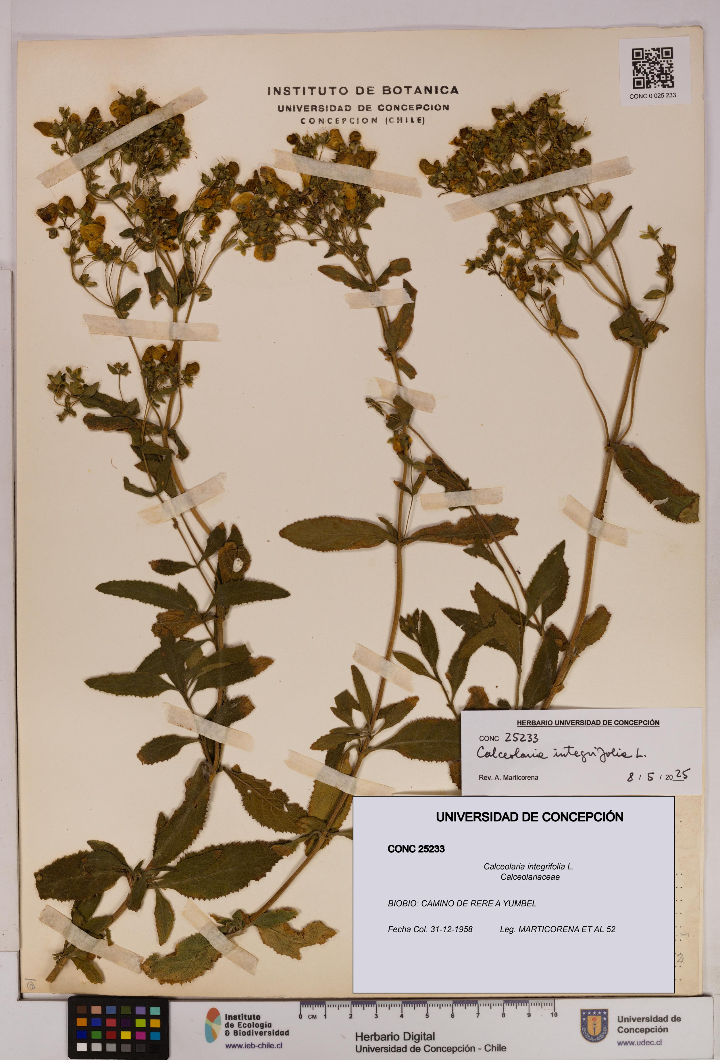 Calceolaria integrifolia [Espécimen: UDEC:CONC:0025233]