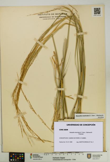 Nassella manicata [Espécimen: UDEC:CONC:0025236]