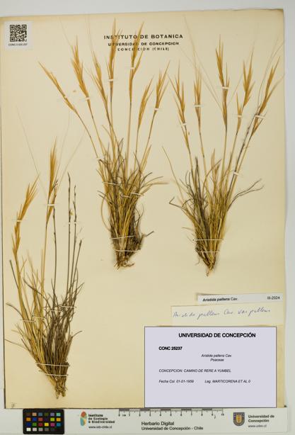 Aristida pallens [Espécimen: UDEC:CONC:0025237]
