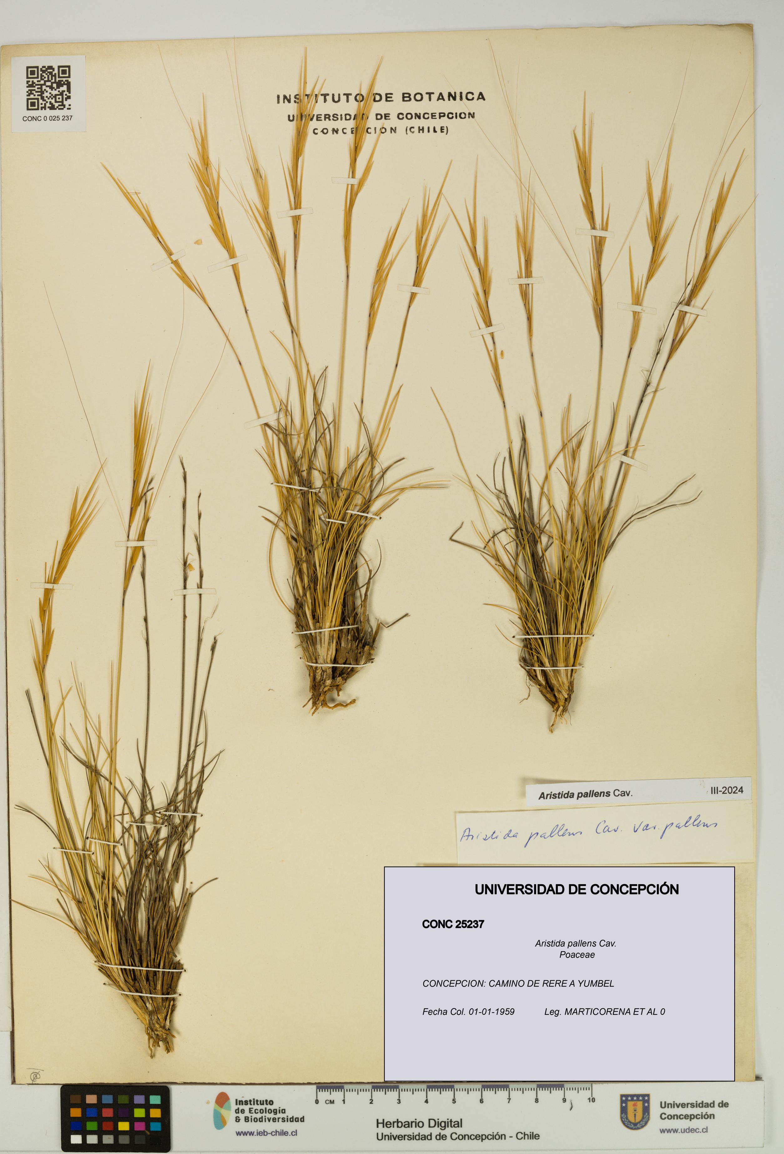 Aristida pallens [Espécimen: UDEC:CONC:0025237]