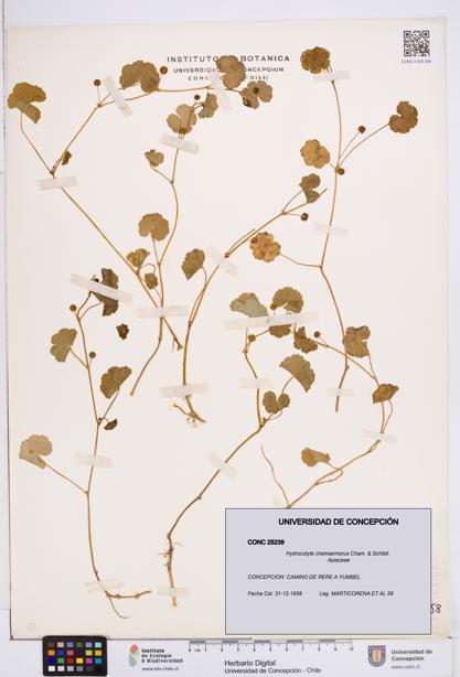 Hydrocotyle chamaemorus [Espécimen: ]