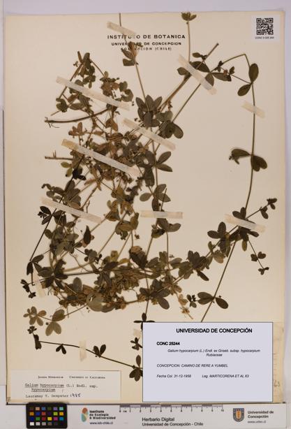 Galium hypocarpium subsp. hypocarpium [Espécimen: UDEC:CONC:0025244]