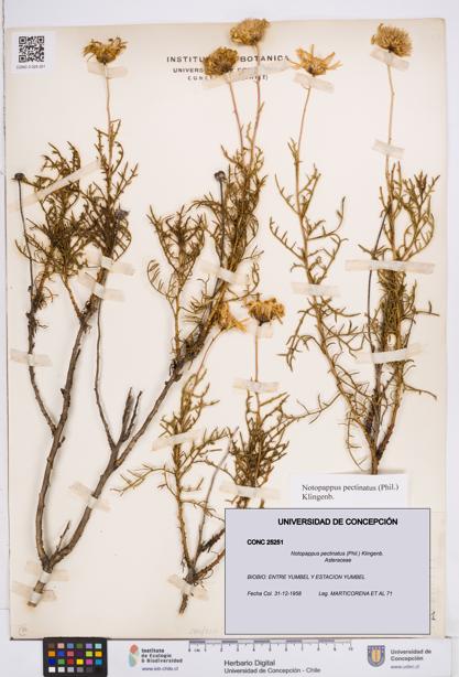 Notopappus pectinatus [Espécimen: ]