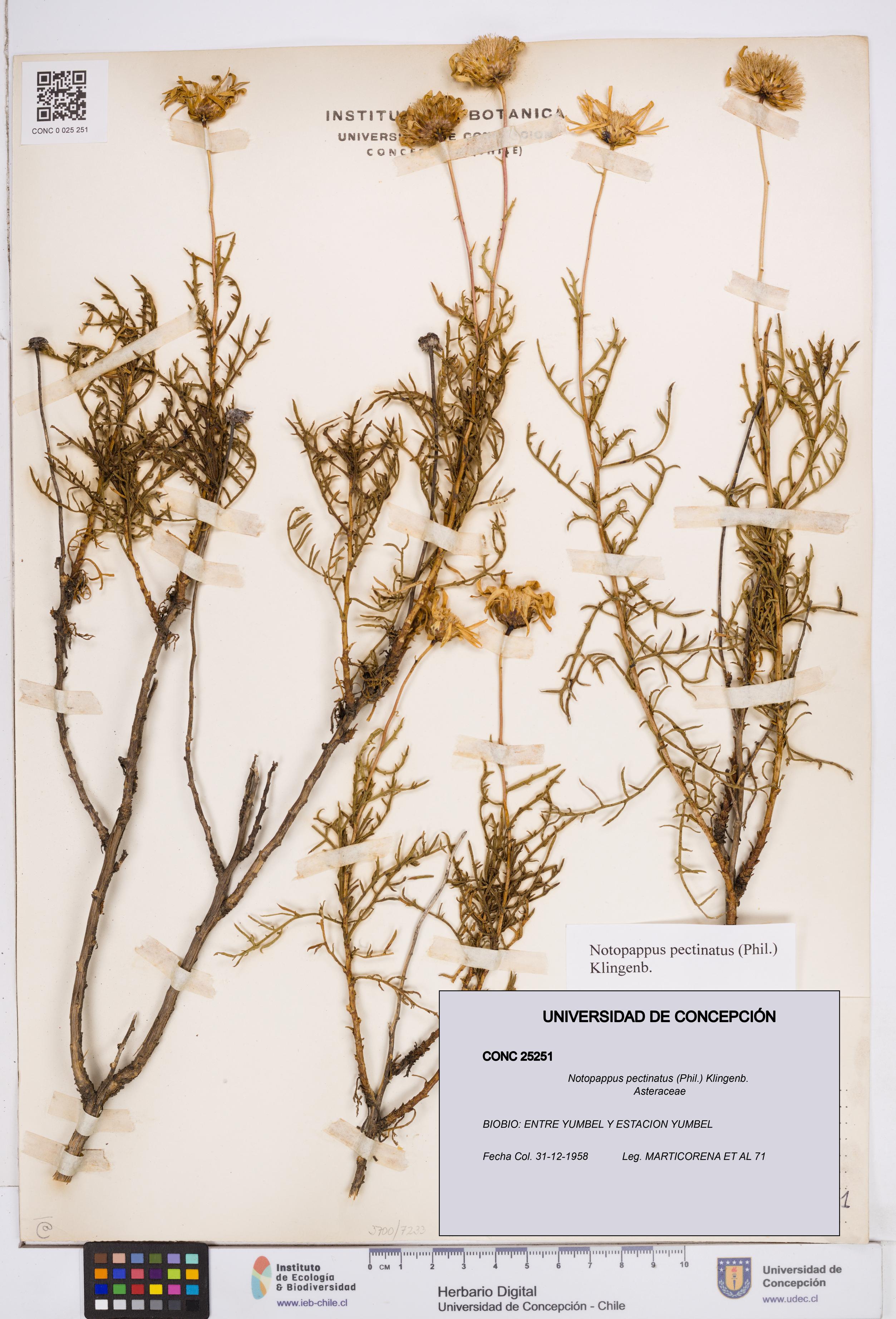 Notopappus pectinatus [Espécimen: ]