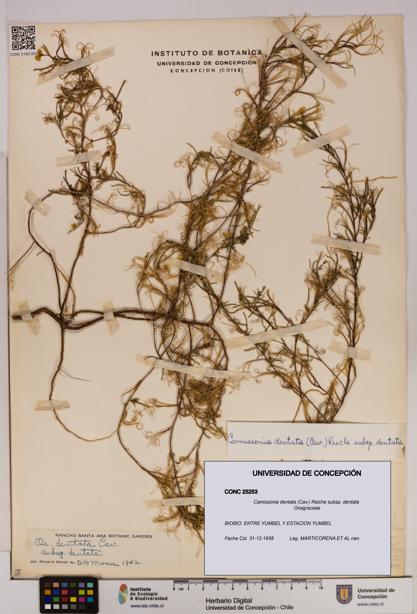 Camissonia dentata [Espécimen: UDEC:CONC:0025253]