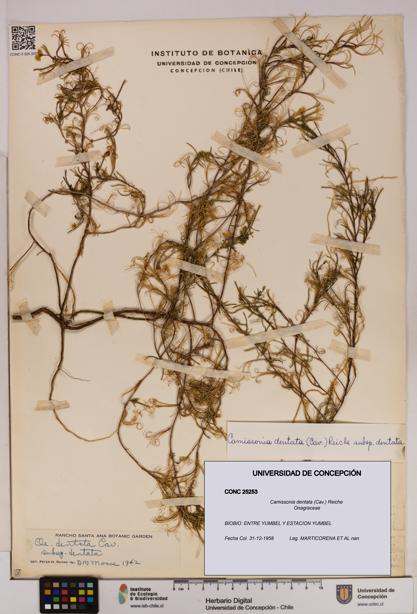 Camissonia dentata [Espécimen: UDEC:CONC:0025253]