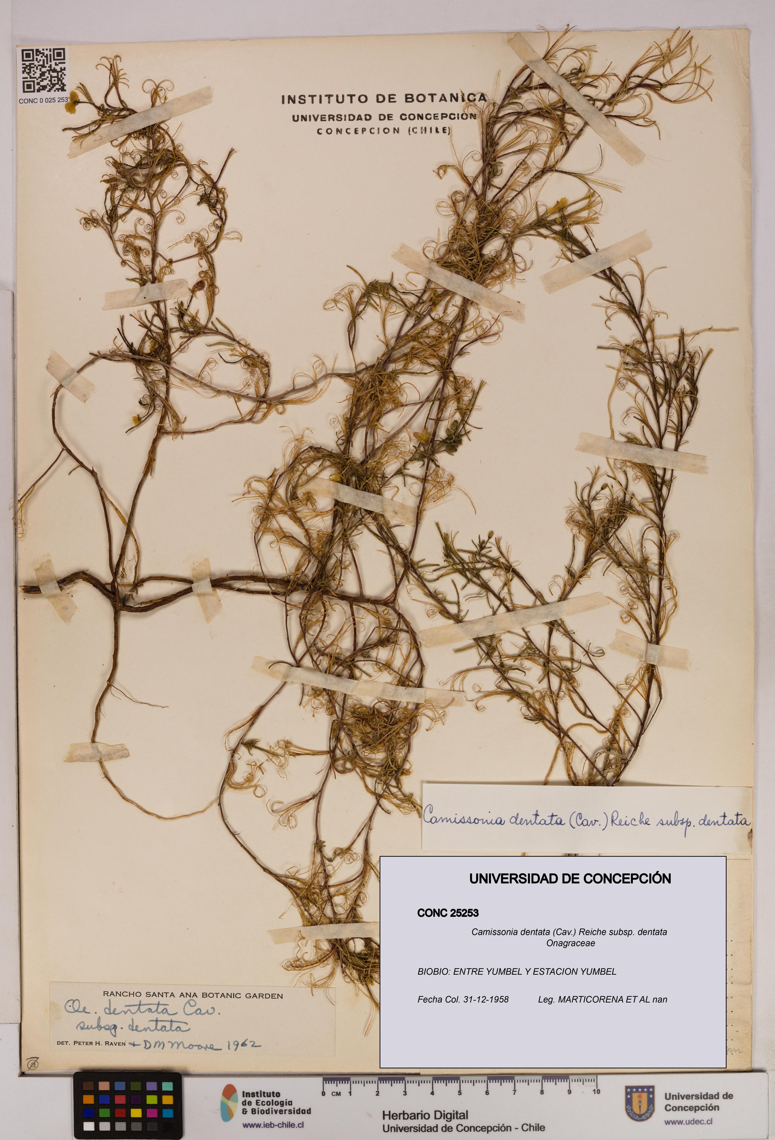 Camissonia dentata [Espécimen: UDEC:CONC:0025253]