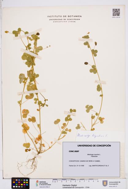 Medicago lupulina [Espécimen: ]