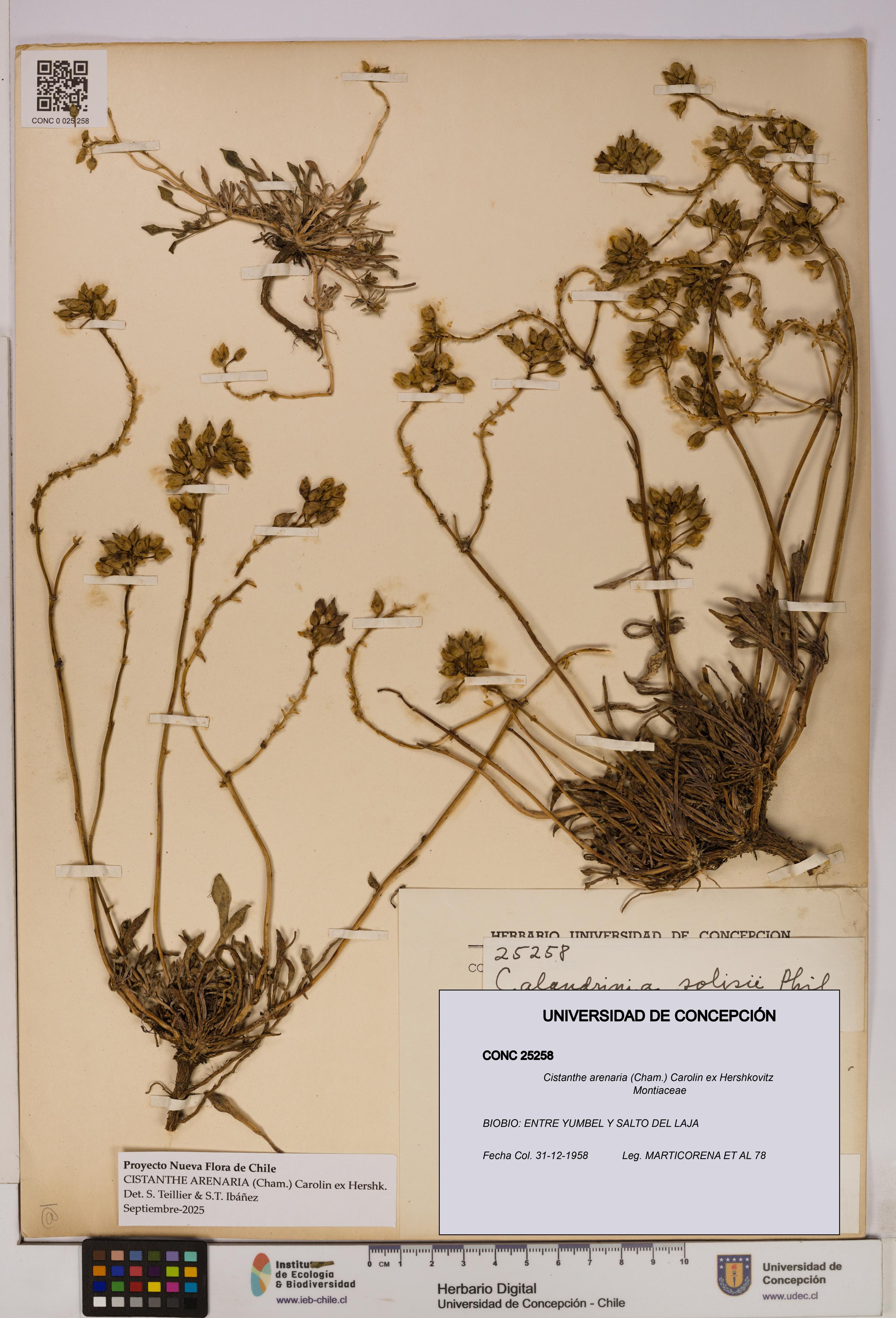 Cistanthe arenaria [Espécimen: UDEC:CONC:0025258]