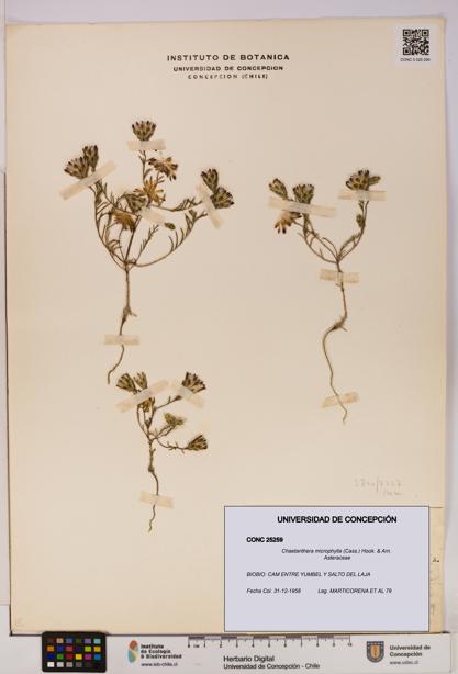 Chaetanthera microphylla [Espécimen: UDEC:CONC:0025259]