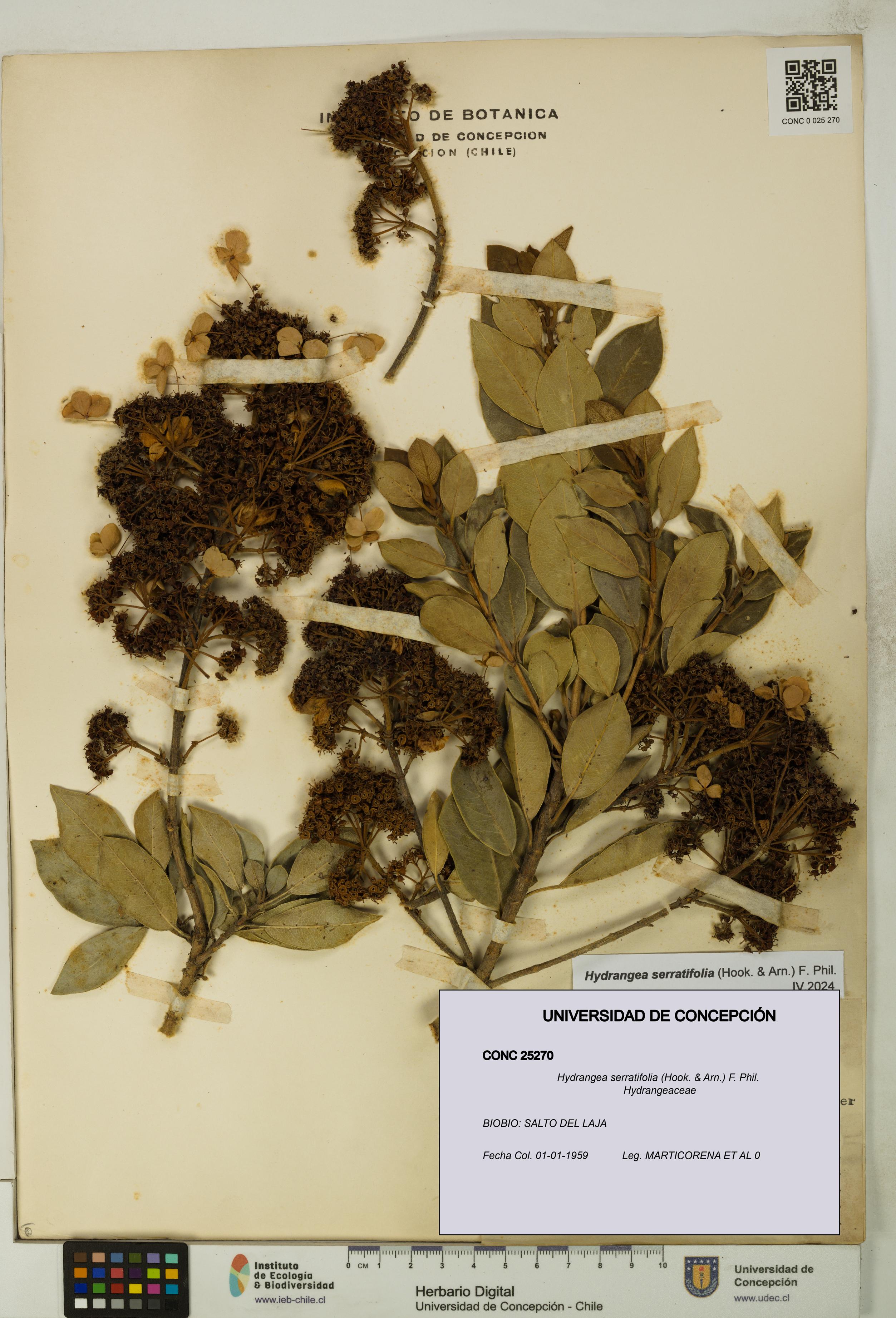 Hydrangea serratifolia [Espécimen: UDEC:CONC:0025270]