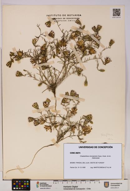 Chaetanthera microphylla [Espécimen: UDEC:CONC:0025274]