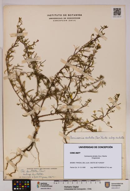 Camissonia dentata [Espécimen: UDEC:CONC:0025277]