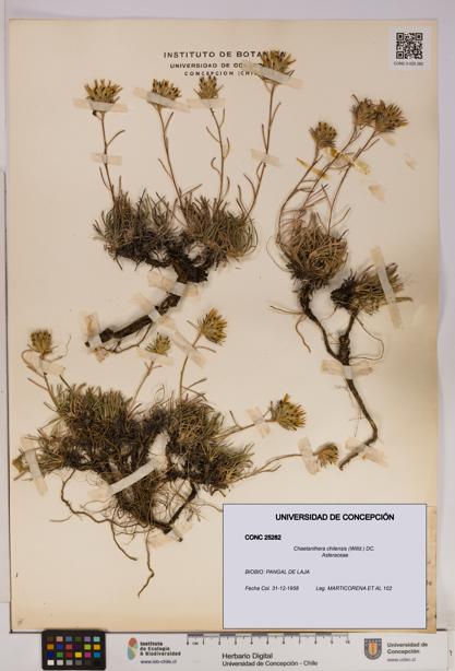 Chaetanthera chilensis [Espécimen: UDEC:CONC:0025282]