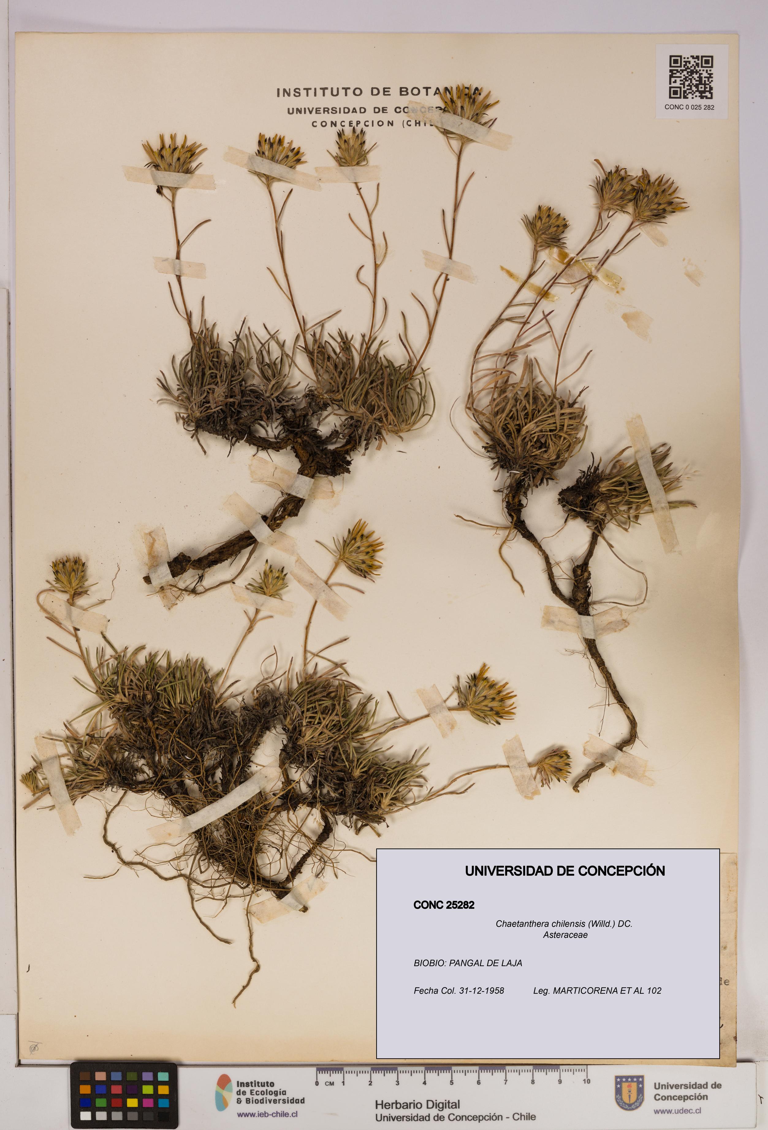 Chaetanthera chilensis [Espécimen: UDEC:CONC:0025282]