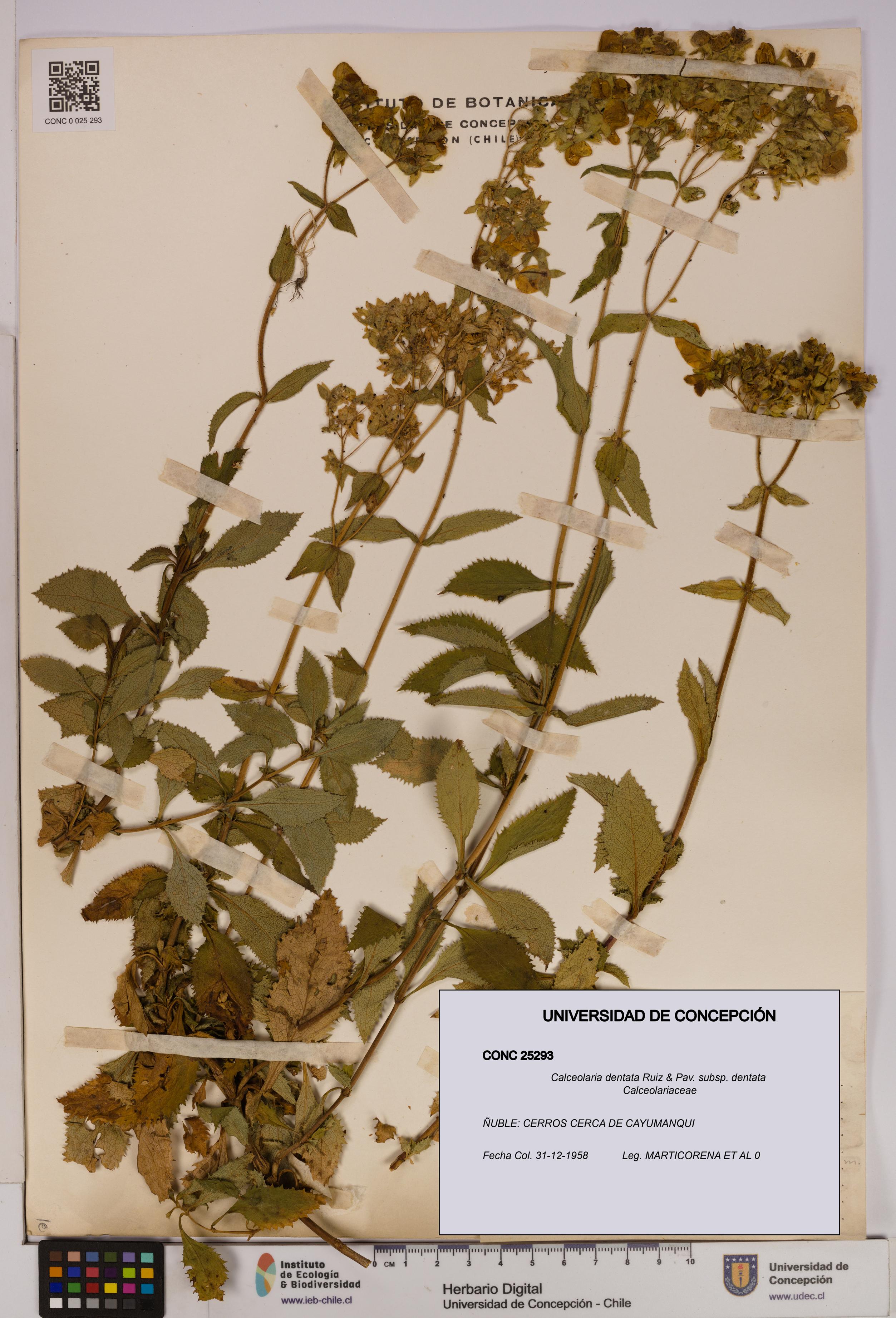 Calceolaria dentata subsp. dentata [Espécimen: UDEC:CONC:0025293]