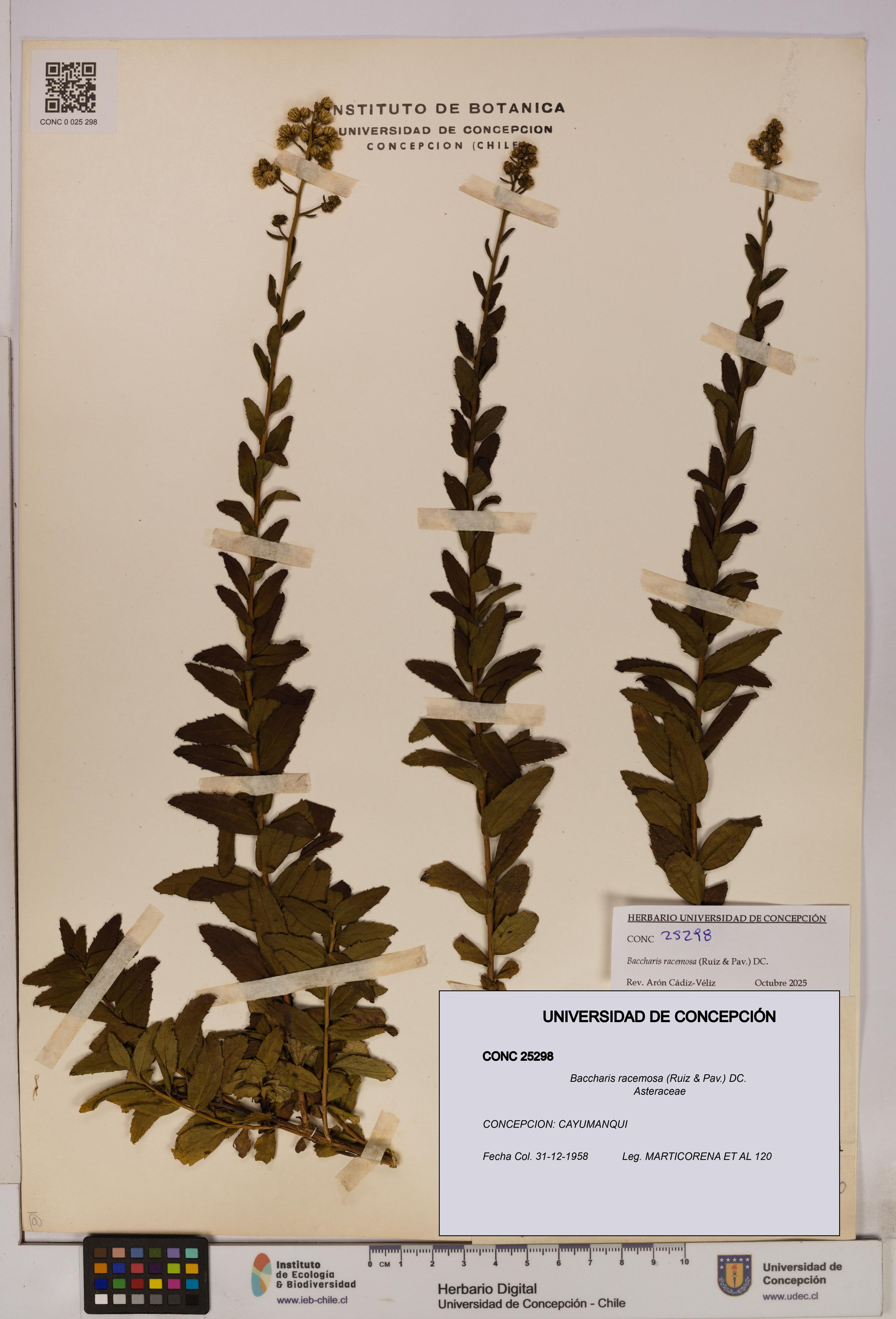 Baccharis racemosa [Espécimen: UDEC:CONC:0025298]