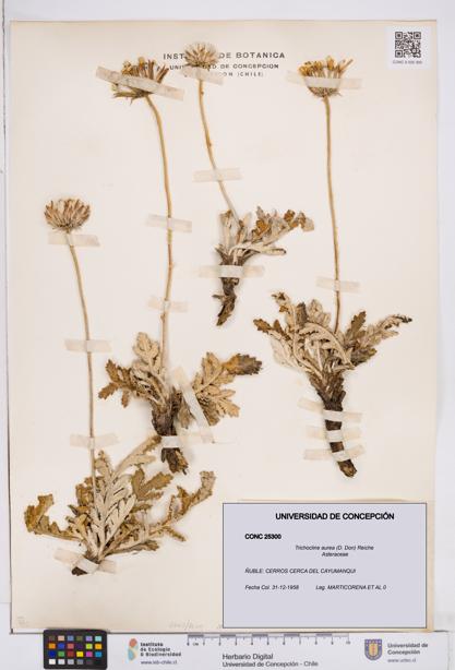 Trichocline aurea [Espécimen: ]