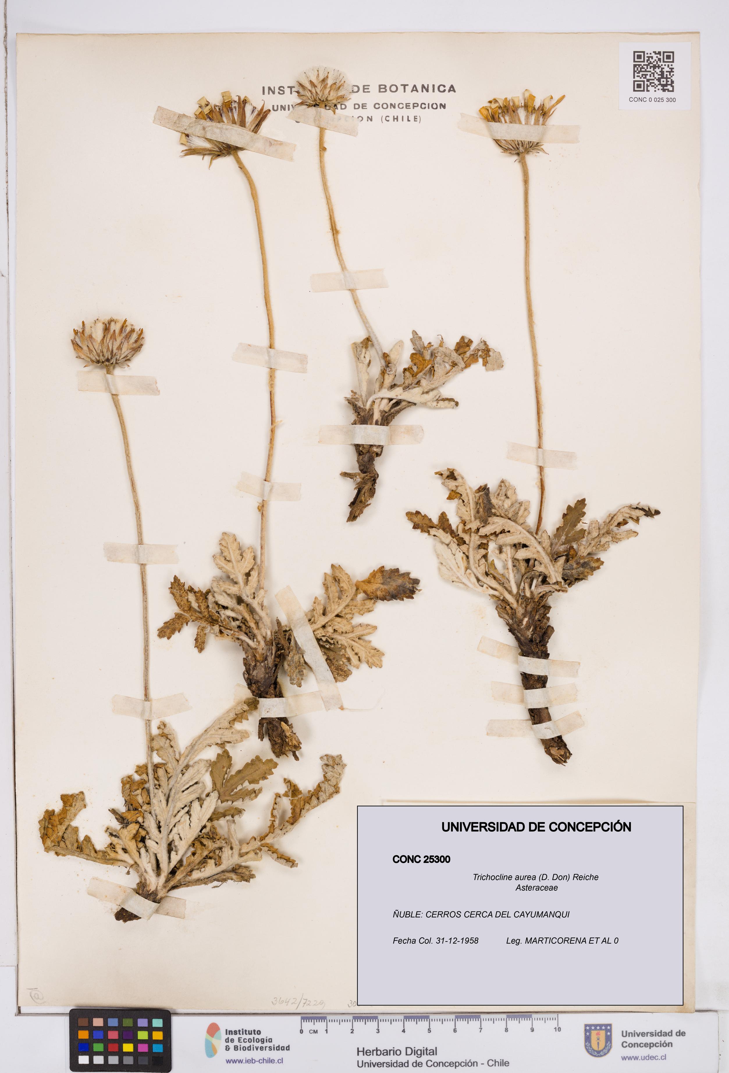 Trichocline aurea [Espécimen: ]