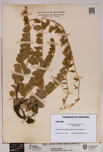 Convolvulus hermanniae [Espécimen: UDEC:CONC:0025306]