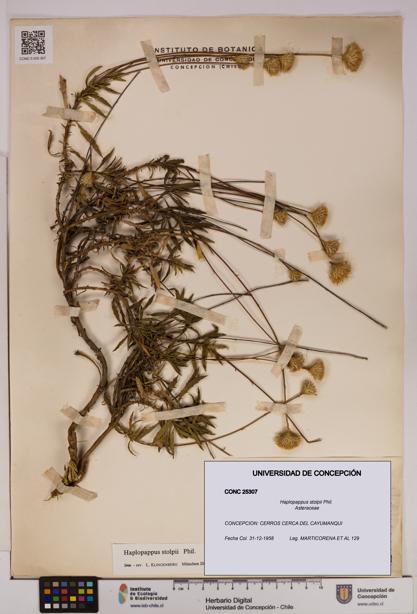 Haplopappus stolpii [Espécimen: UDEC:CONC:0025307]