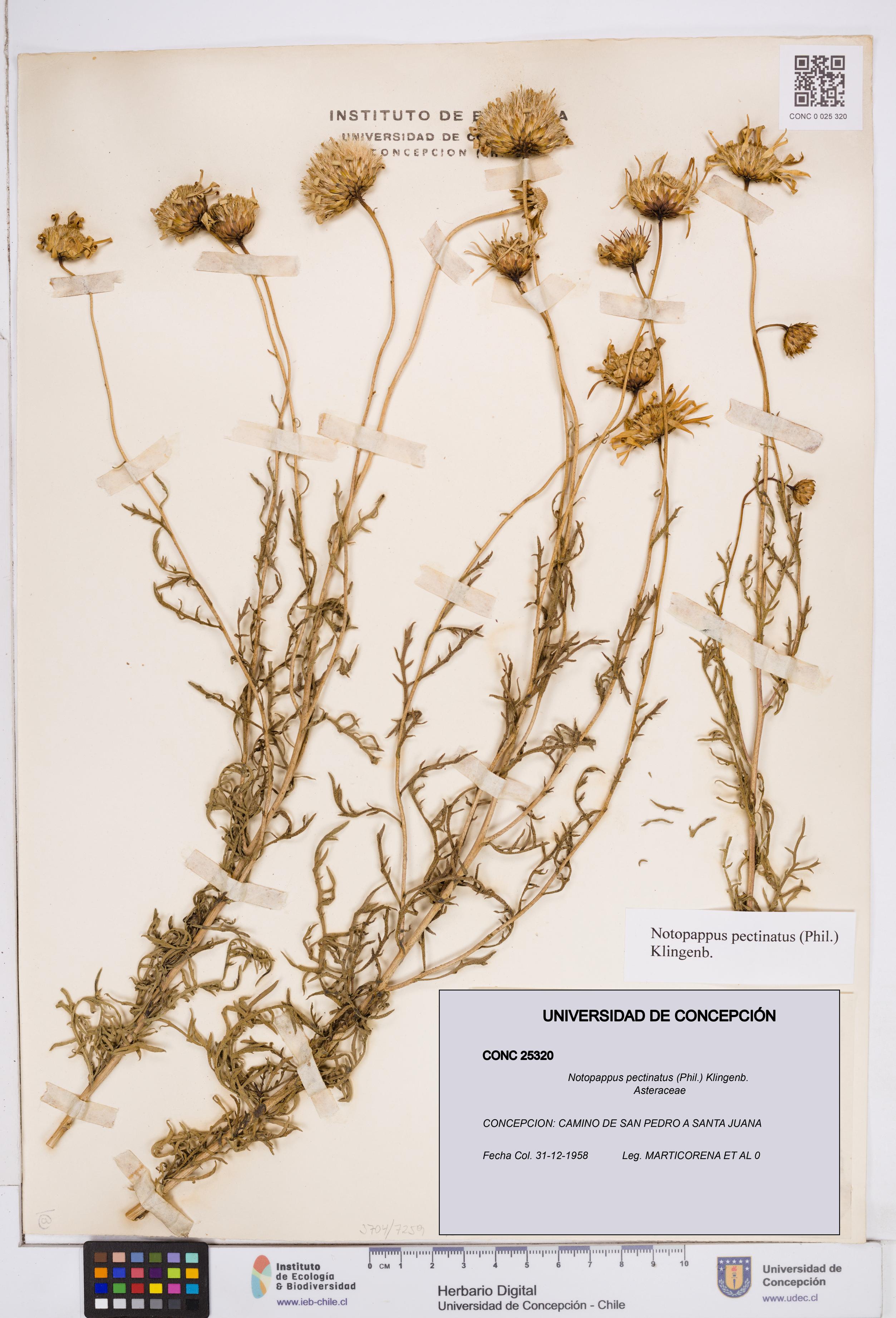Notopappus pectinatus [Espécimen: ]