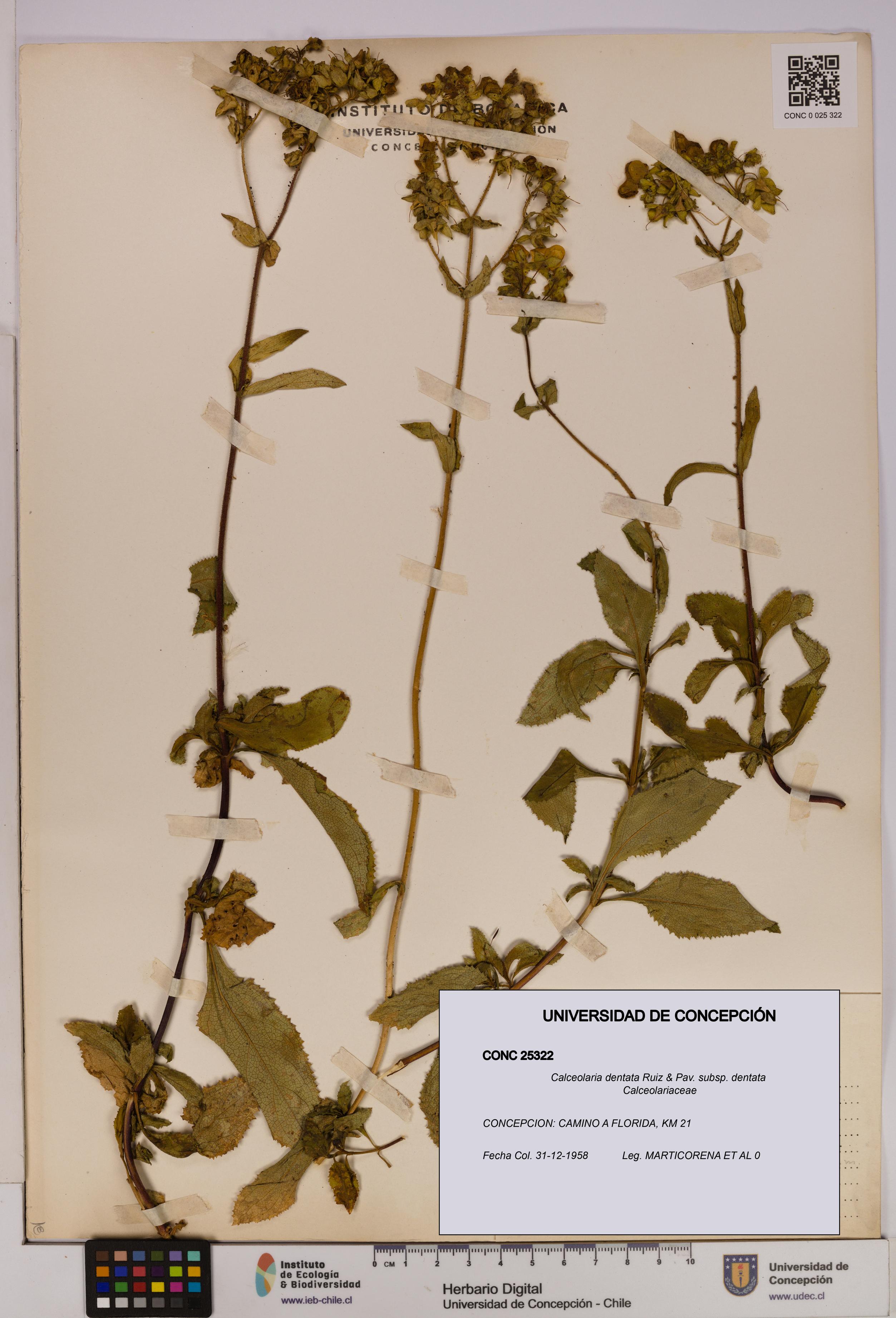 Calceolaria dentata subsp. dentata [Espécimen: UDEC:CONC:0025322]