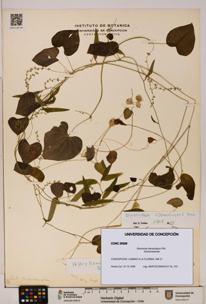 Dioscorea stenocolpus [Espécimen: ]