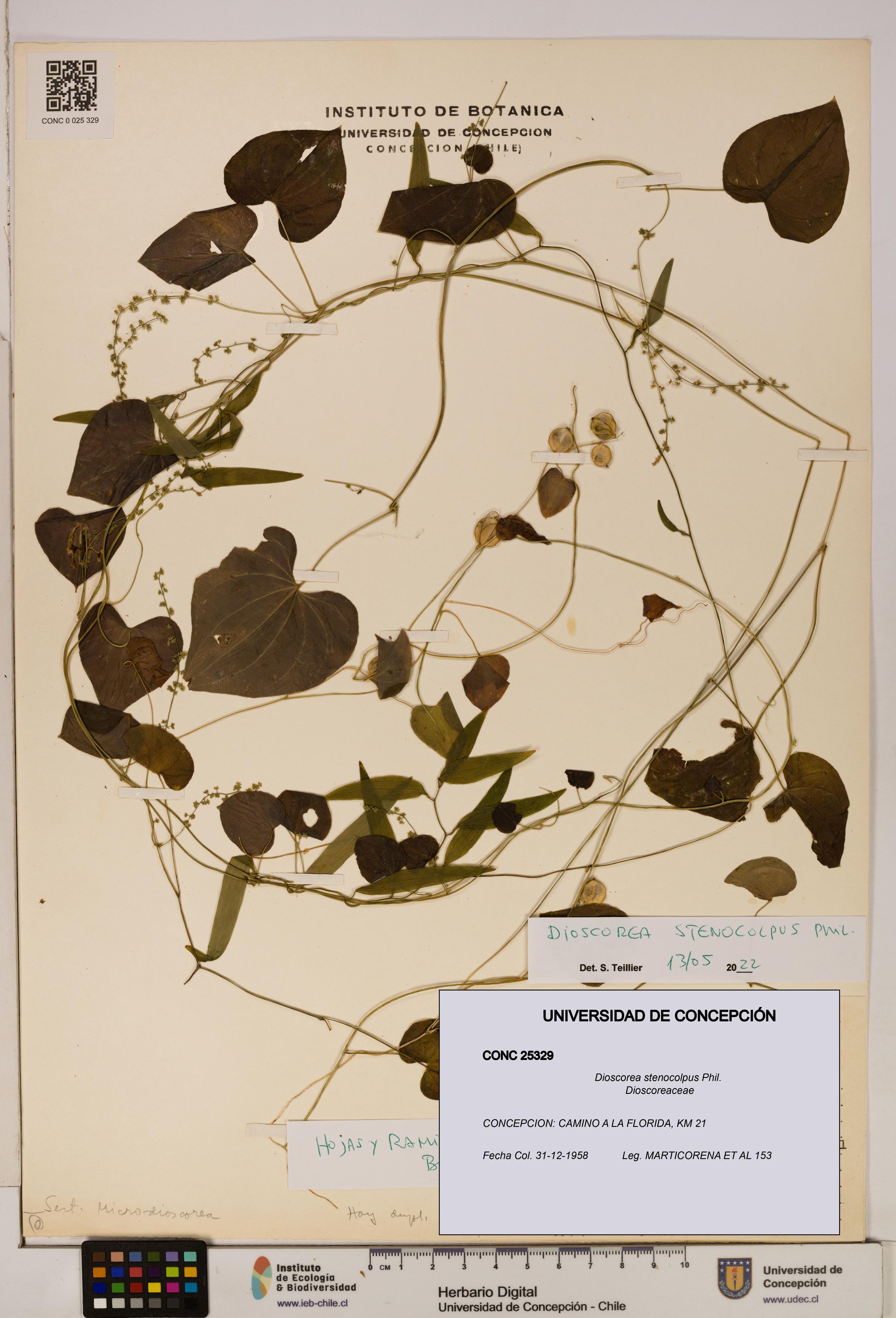 Dioscorea stenocolpus [Espécimen: ]