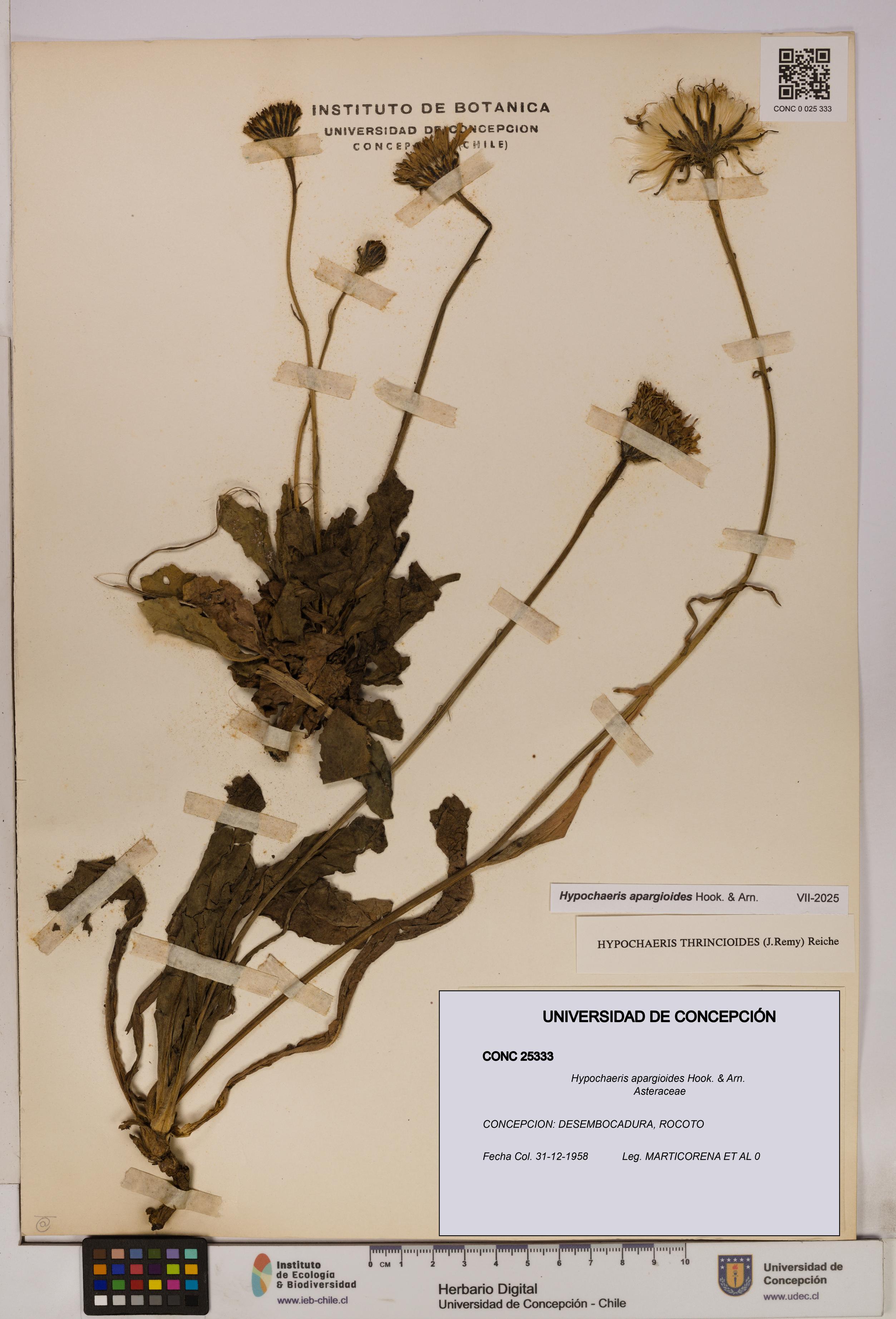 Hypochaeris apargioides [Espécimen: UDEC:CONC:0025333]