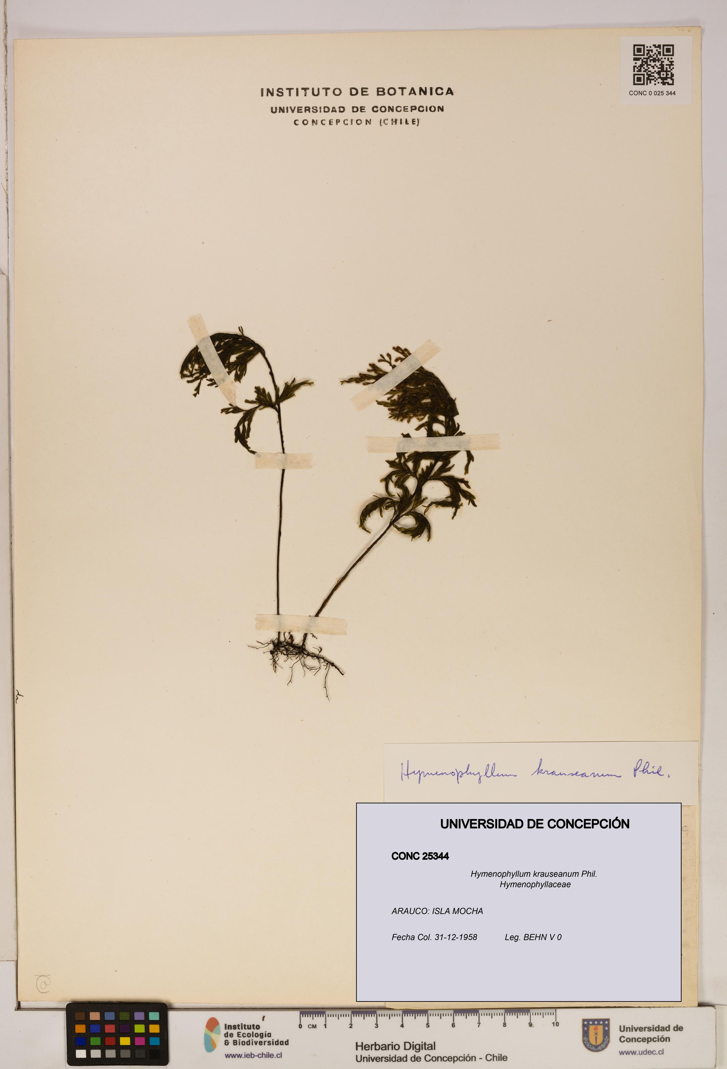 Hymenophyllum krauseanum [Espécimen: ]