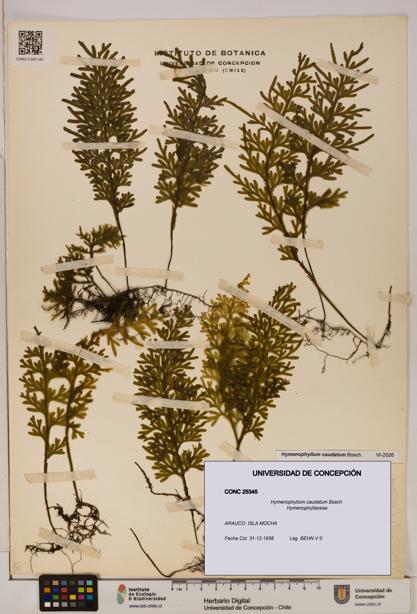 Hymenophyllum caudatum [Espécimen: UDEC:CONC:0025345]