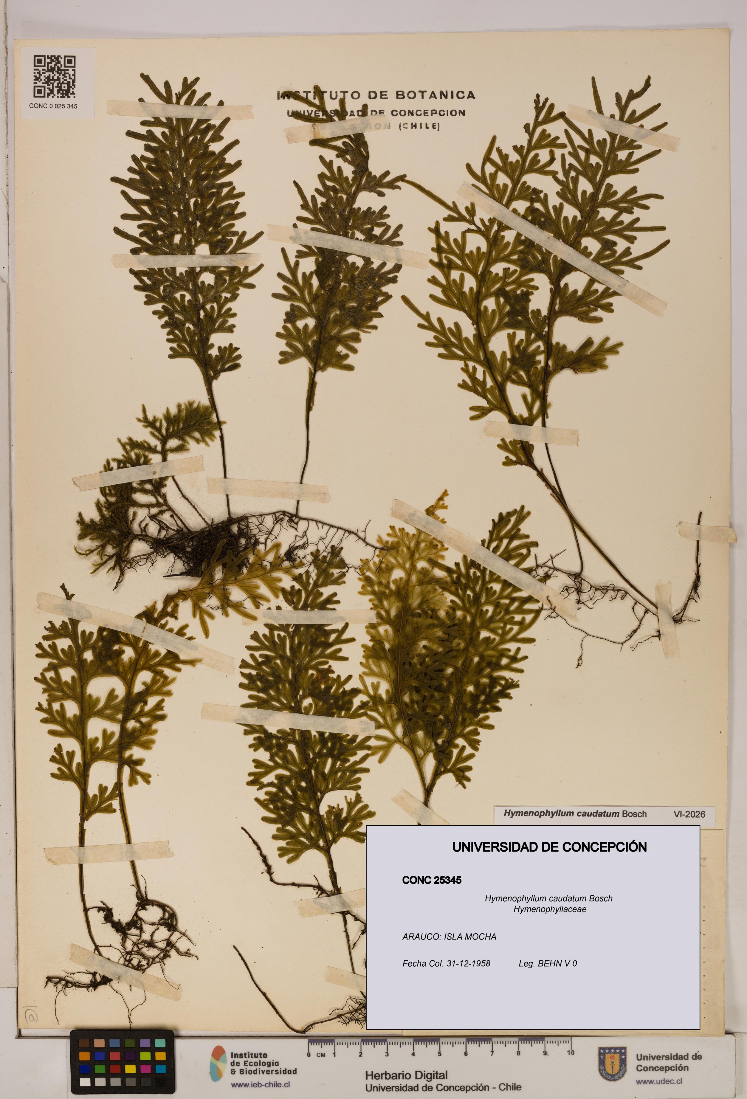 Hymenophyllum caudatum [Espécimen: UDEC:CONC:0025345]