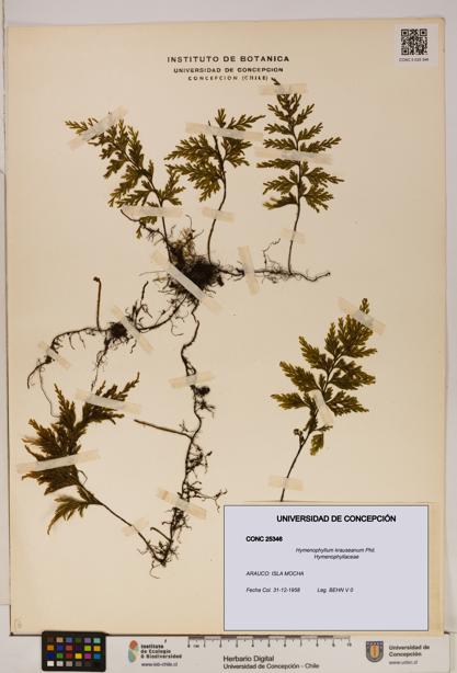 Hymenophyllum krauseanum [Espécimen: ]