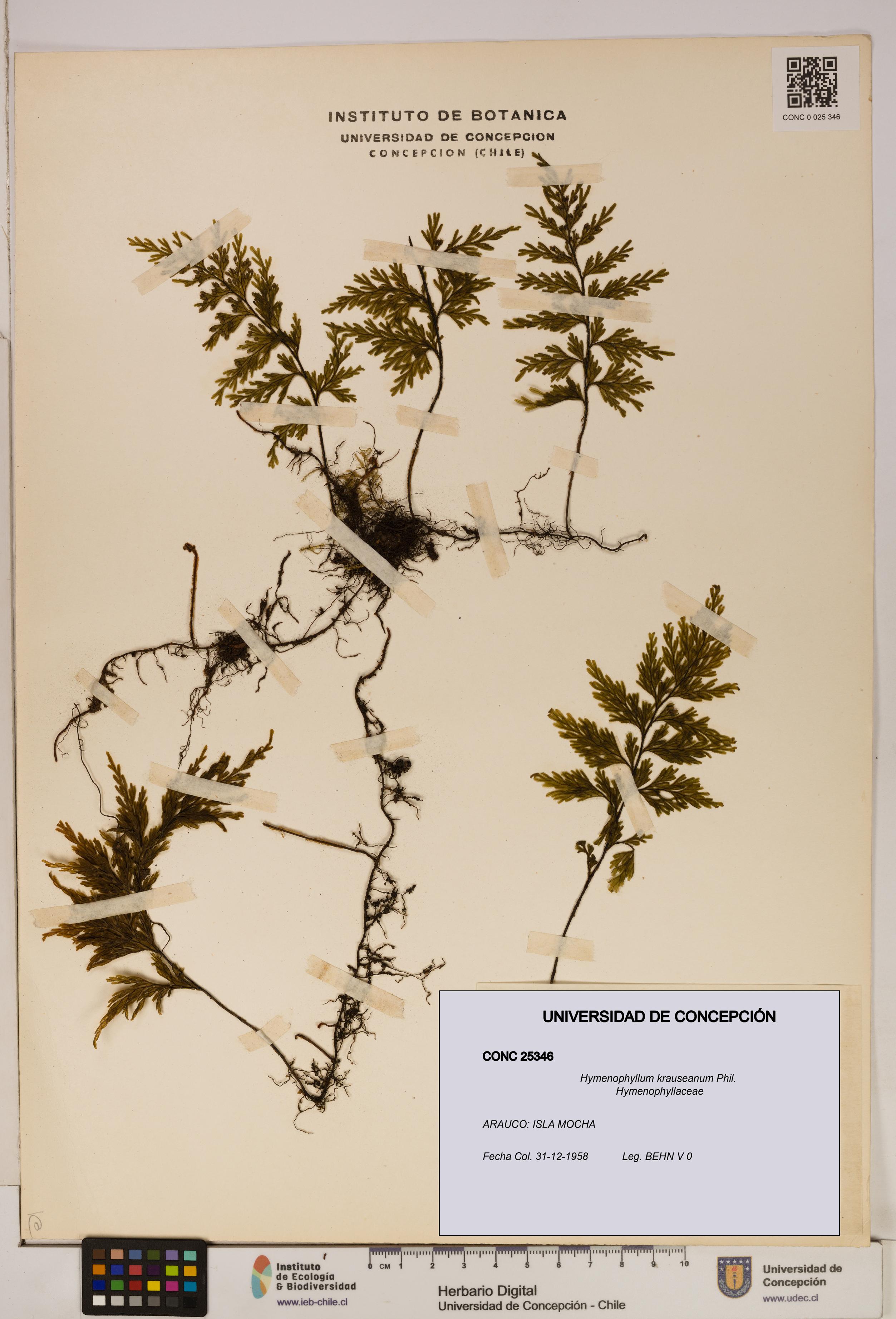 Hymenophyllum krauseanum [Espécimen: ]