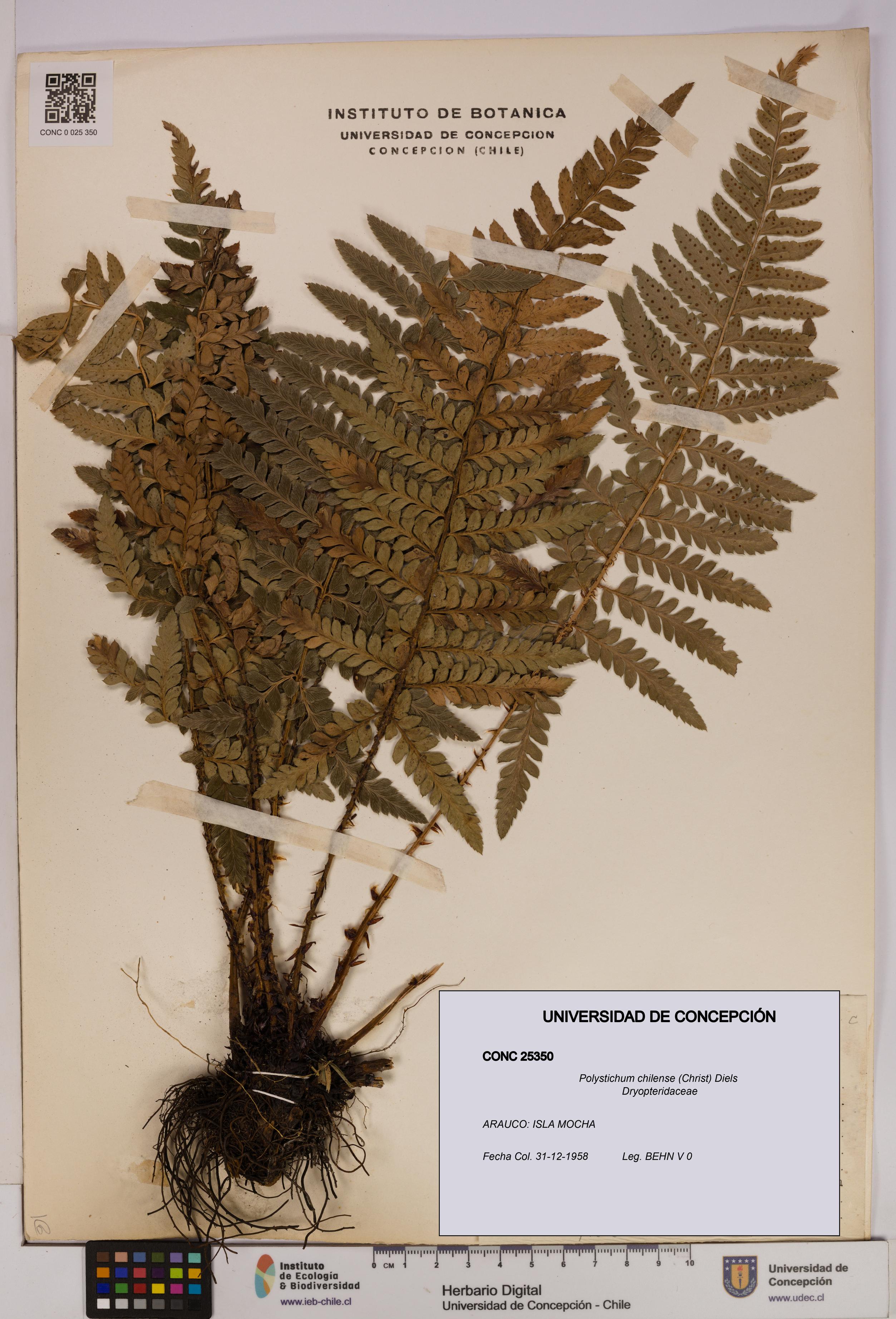 Polystichum chilense [Espécimen: UDEC:CONC:0025350]