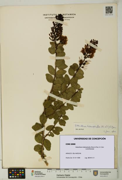 Notanthera heterophylla [Espécimen: UDEC:CONC:0025355]