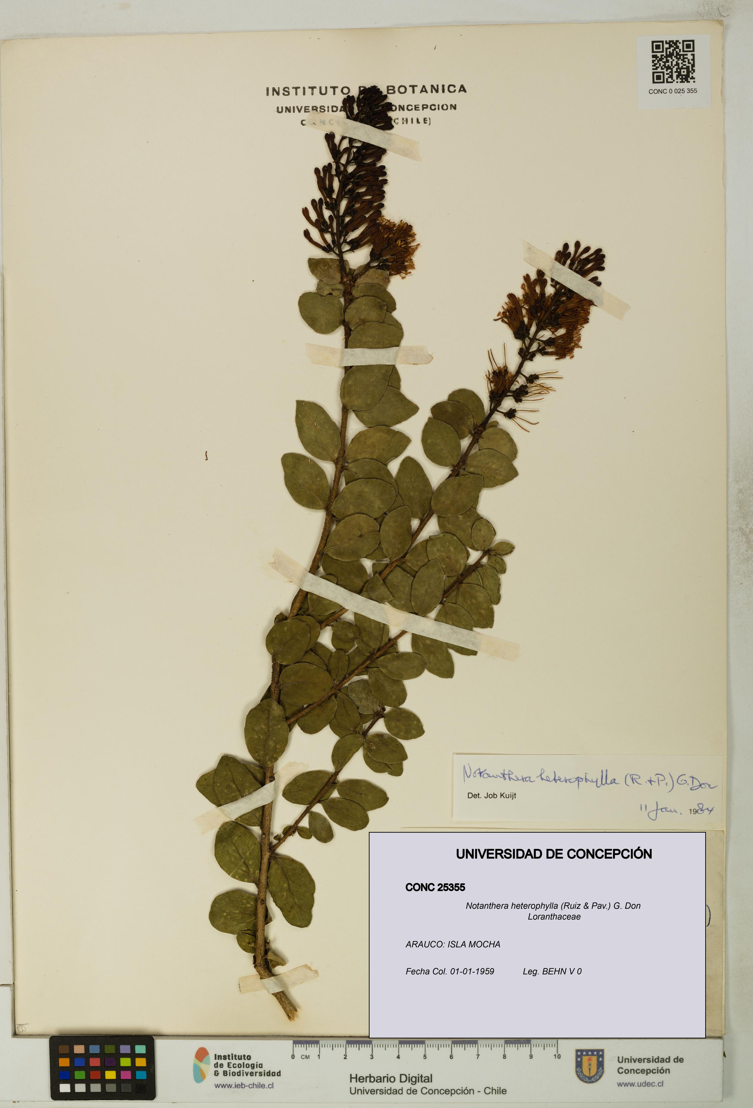 Notanthera heterophylla [Espécimen: UDEC:CONC:0025355]