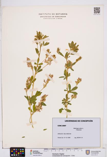 Medicago sativa [Espécimen: ]