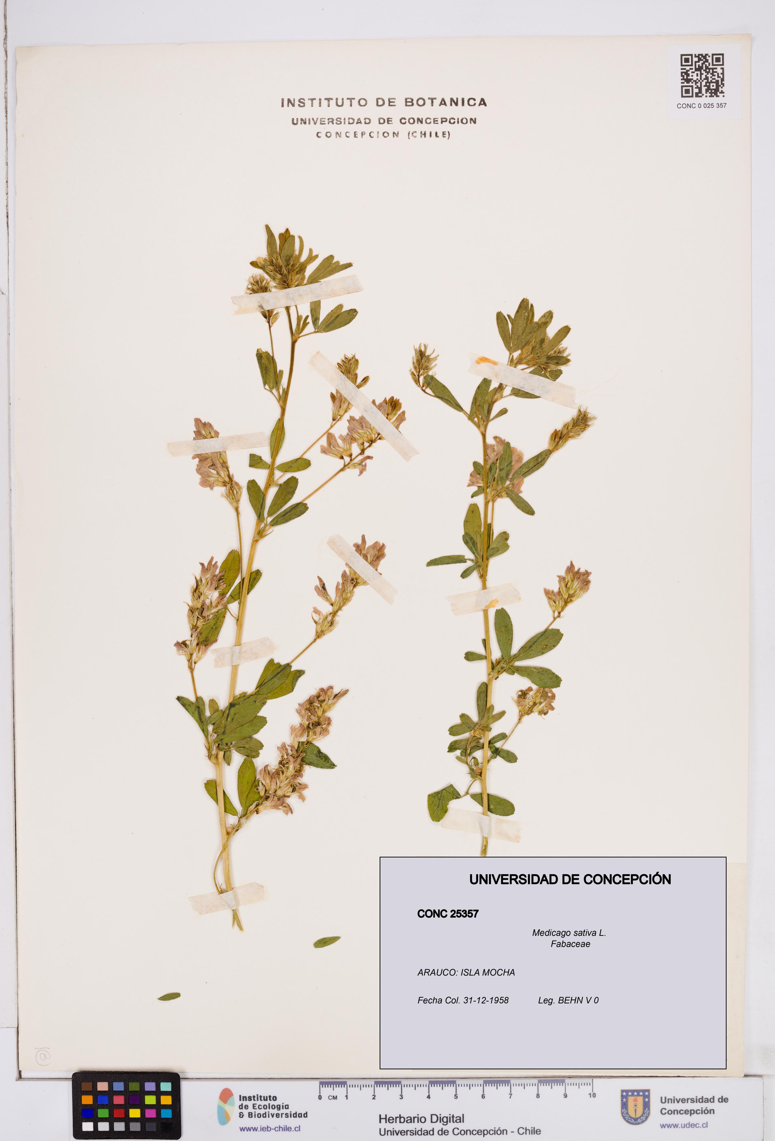 Medicago sativa [Espécimen: ]