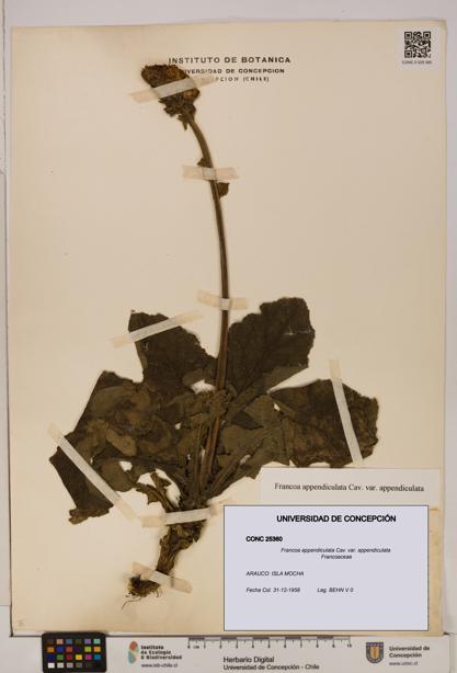 Francoa appendiculata [Espécimen: ]