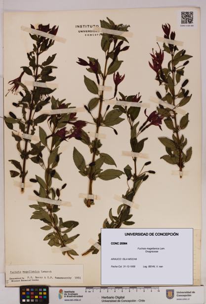 Fuchsia magellanica [Espécimen: UDEC:CONC:0025364]