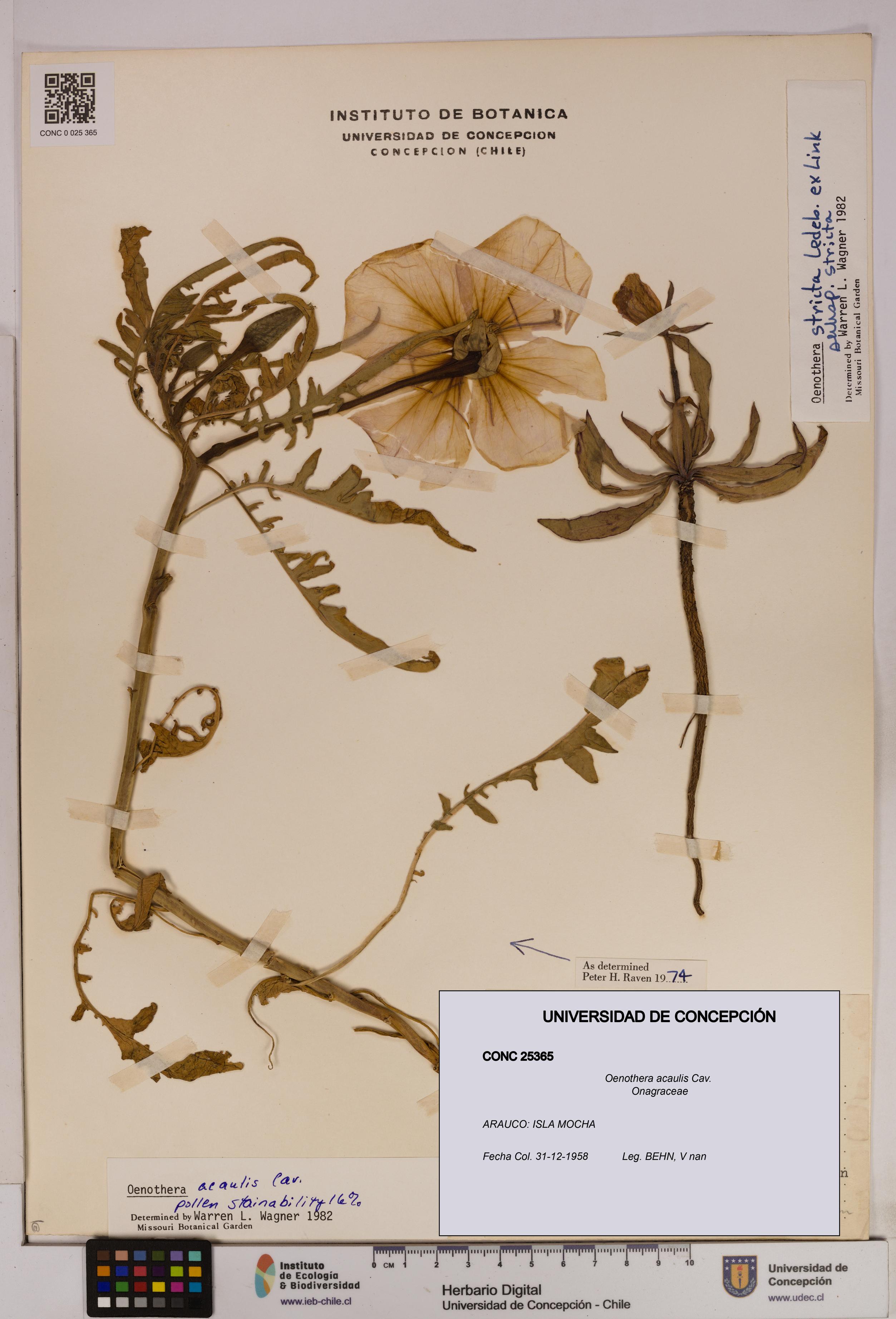 Oenothera acaulis [Espécimen: UDEC:CONC:0025365]