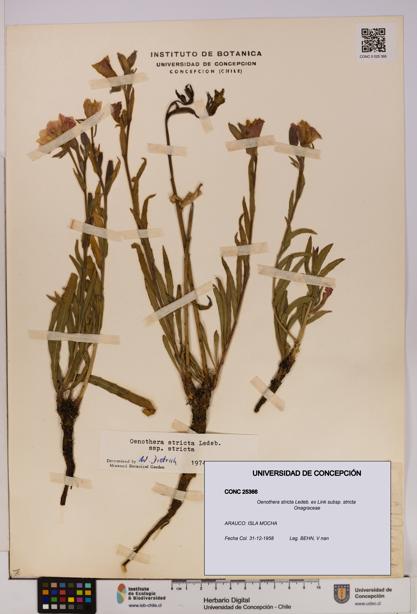 Oenothera stricta subsp. stricta [Espécimen: UDEC:CONC:0025366]