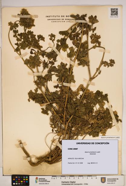 Apium prostratum [Espécimen: ]