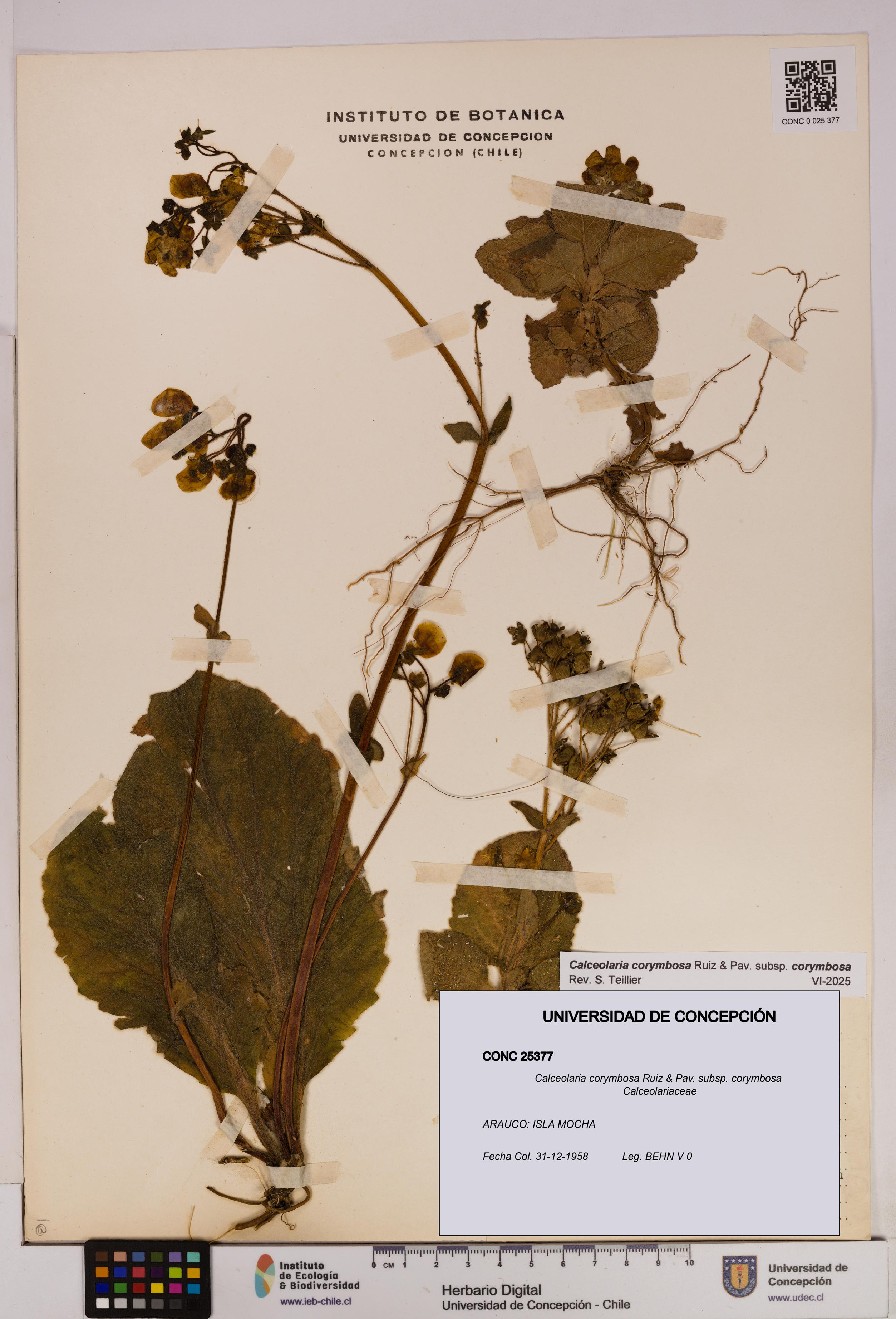 Calceolaria corymbosa subsp. corymbosa [Espécimen: UDEC:CONC:0025377]